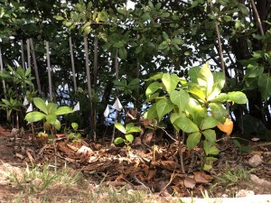 Condado Lagoon Planting_S1